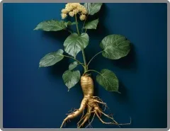 Dong quai root